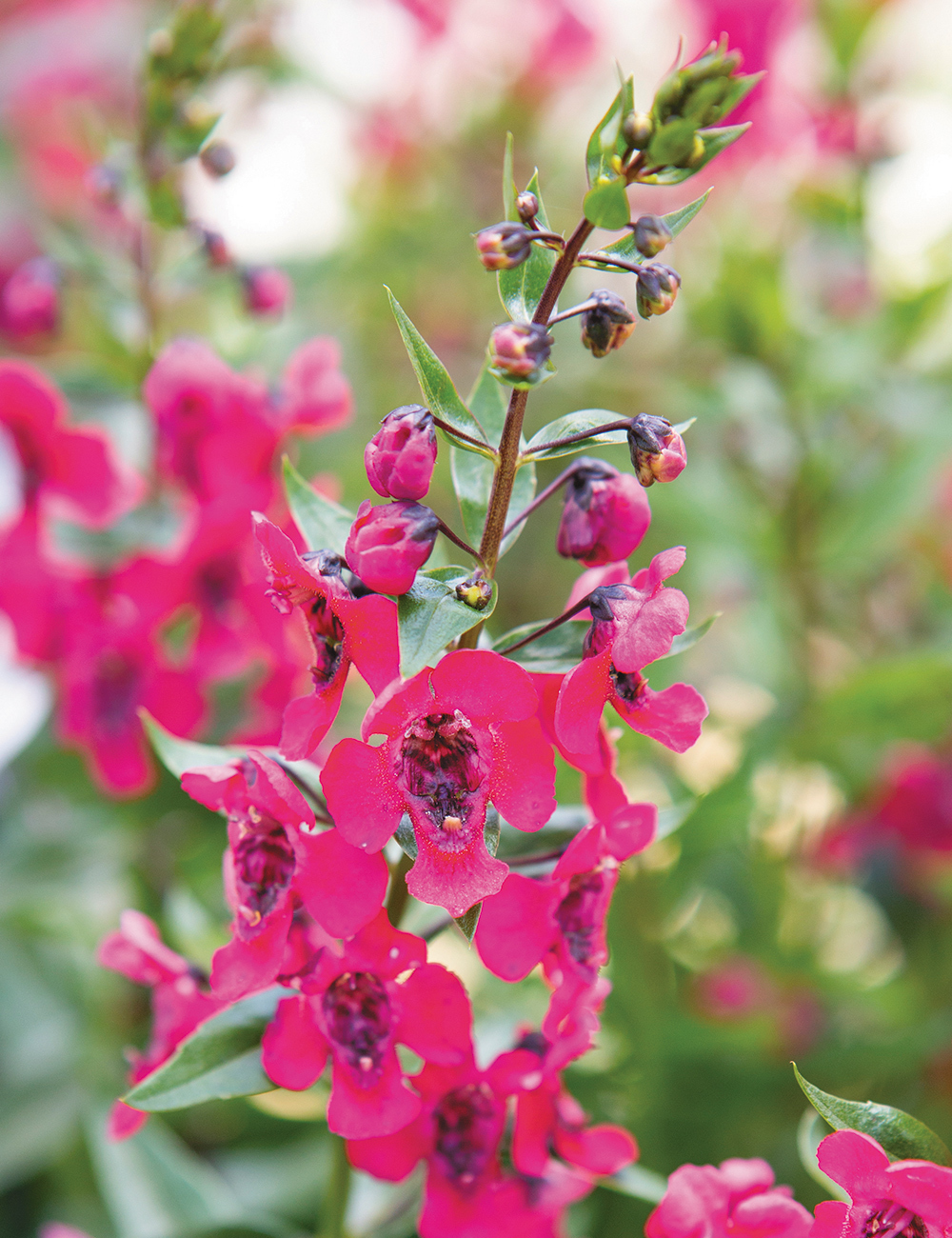 Summer Snapdragons Archangel Cherry Red