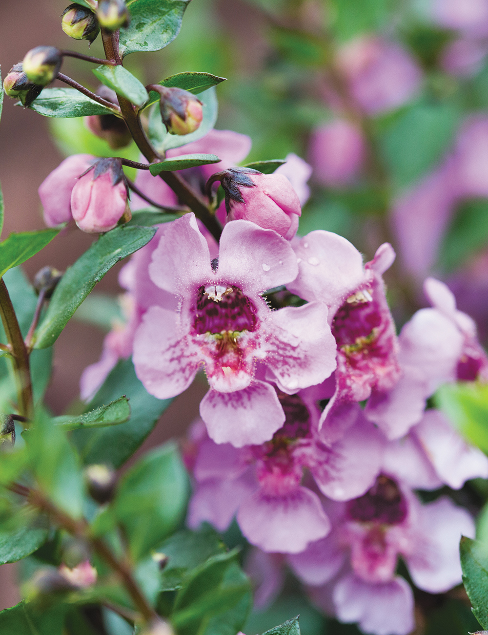 Summer Snapdragons Archangel Pink