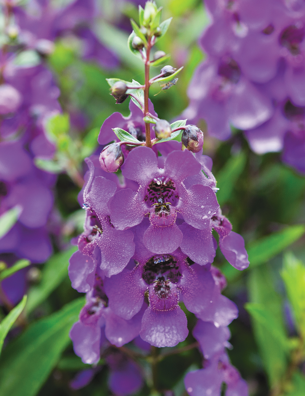 Summer Snapdragons Archangel Purple