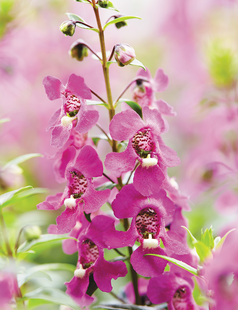 Summer Snapdragons Archangel Raspberry