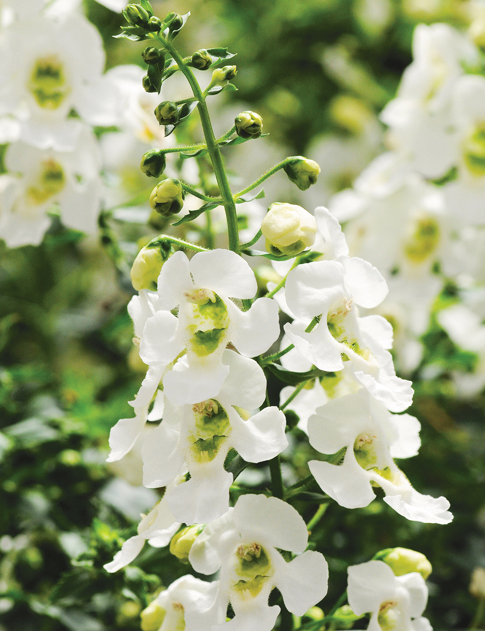 Summer Snapdragons Archangel White