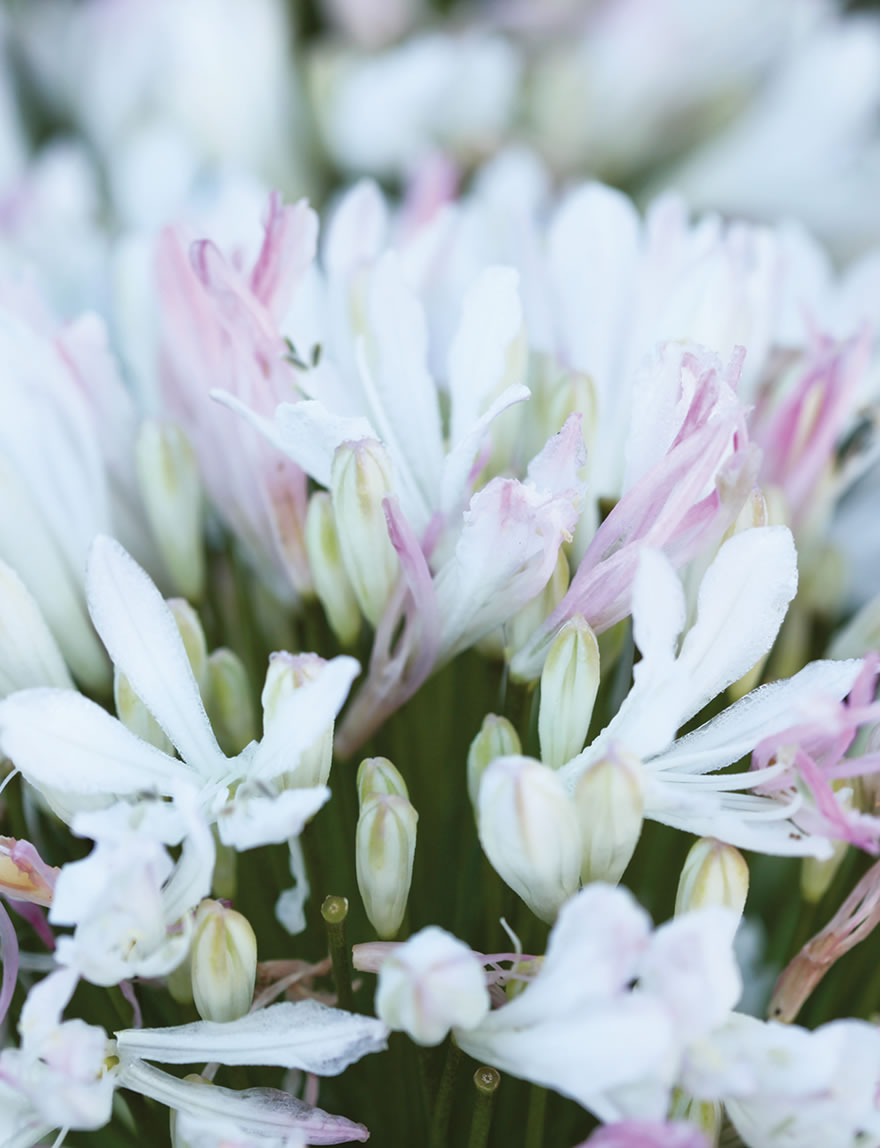 Agapanthus Albo roseus