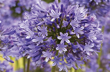 Agapanthus Blue Diamond