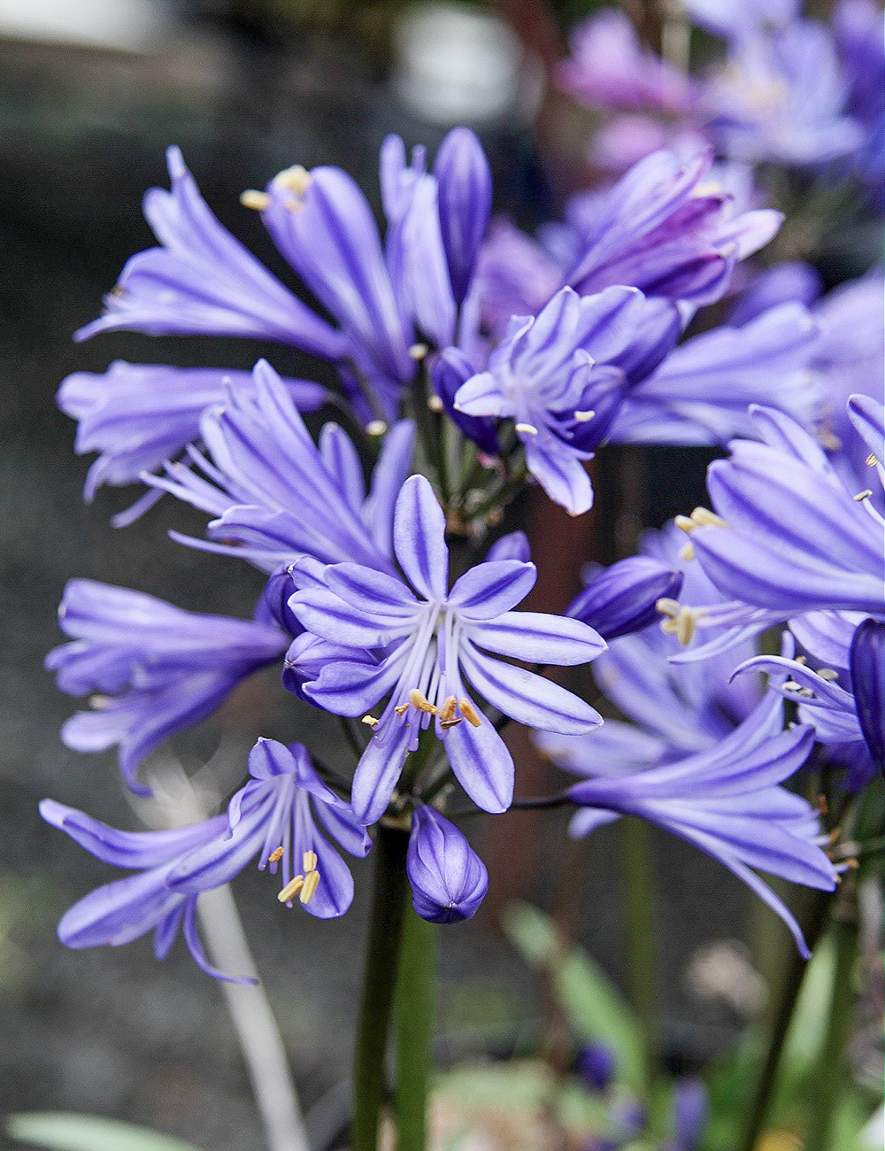 Agapanthus 'Charlotte'