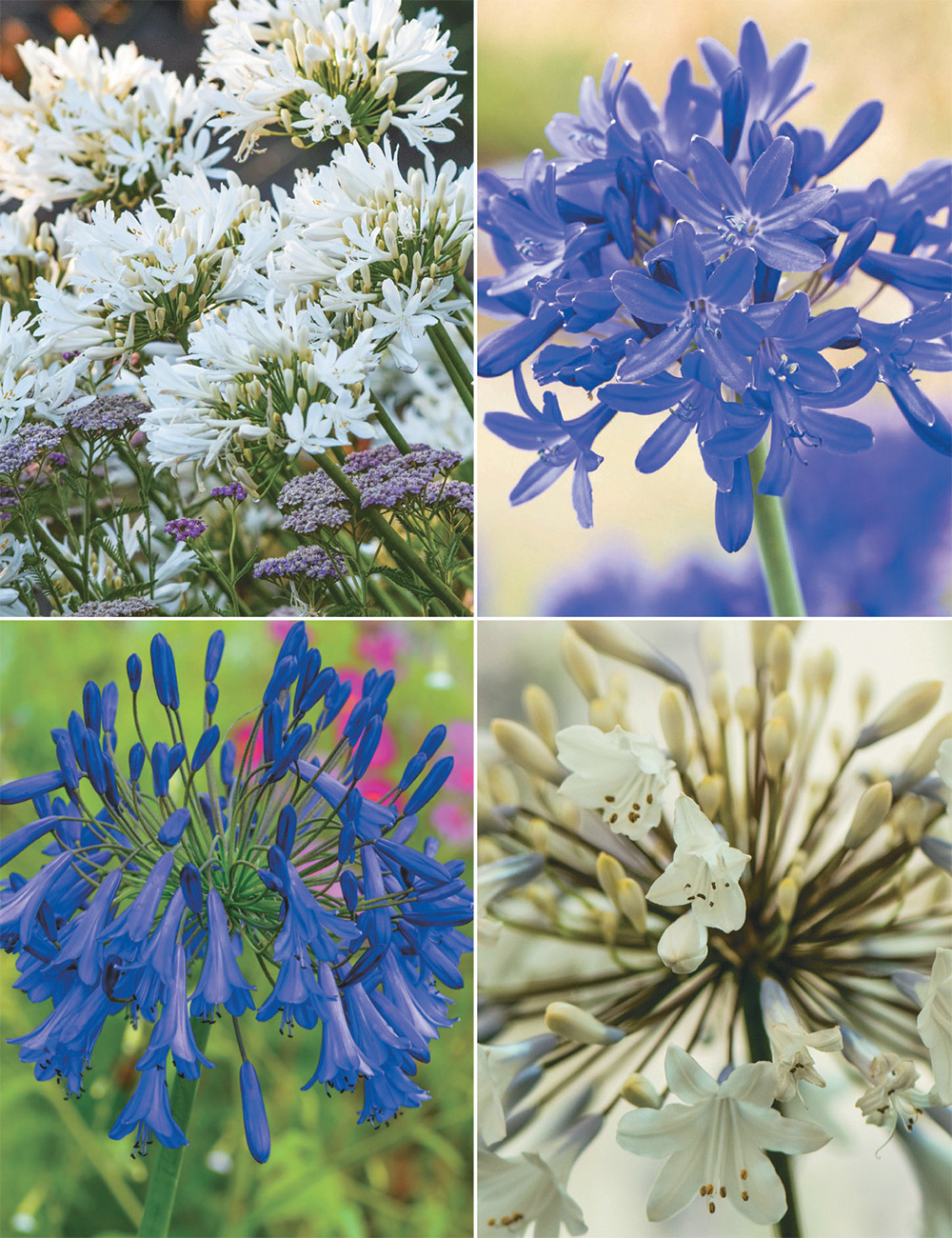 Agapanthus (reduced) Collection