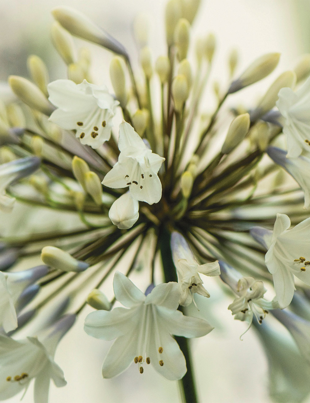 Agapanthus 'Enigma'