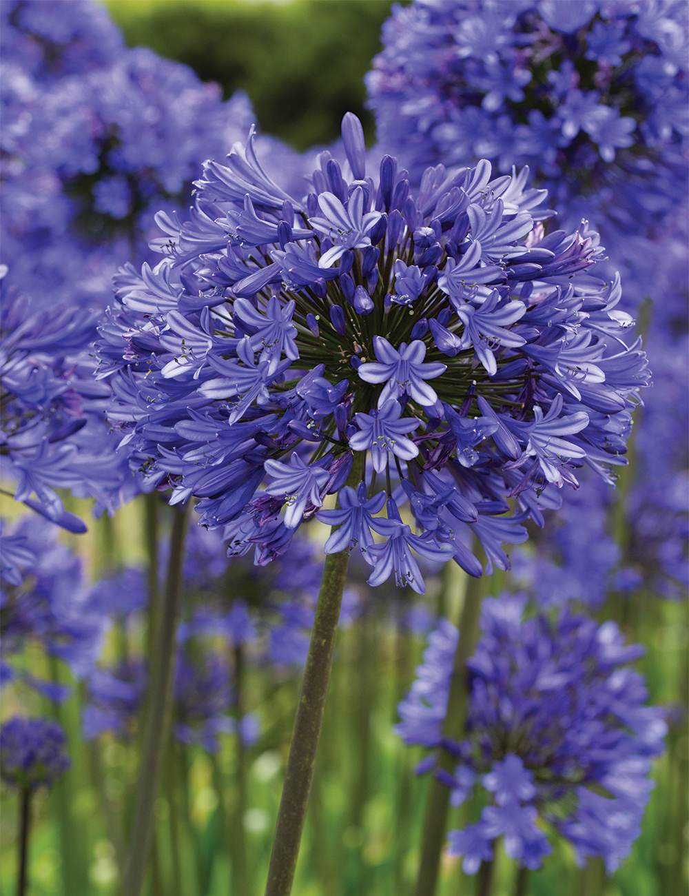 Agapanthus Guilfoyle