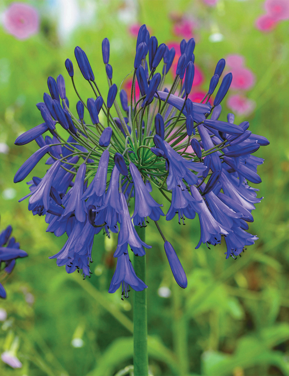 Agapanthus 'Purple Cloud'