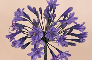 Agapanthus Purple Cloud