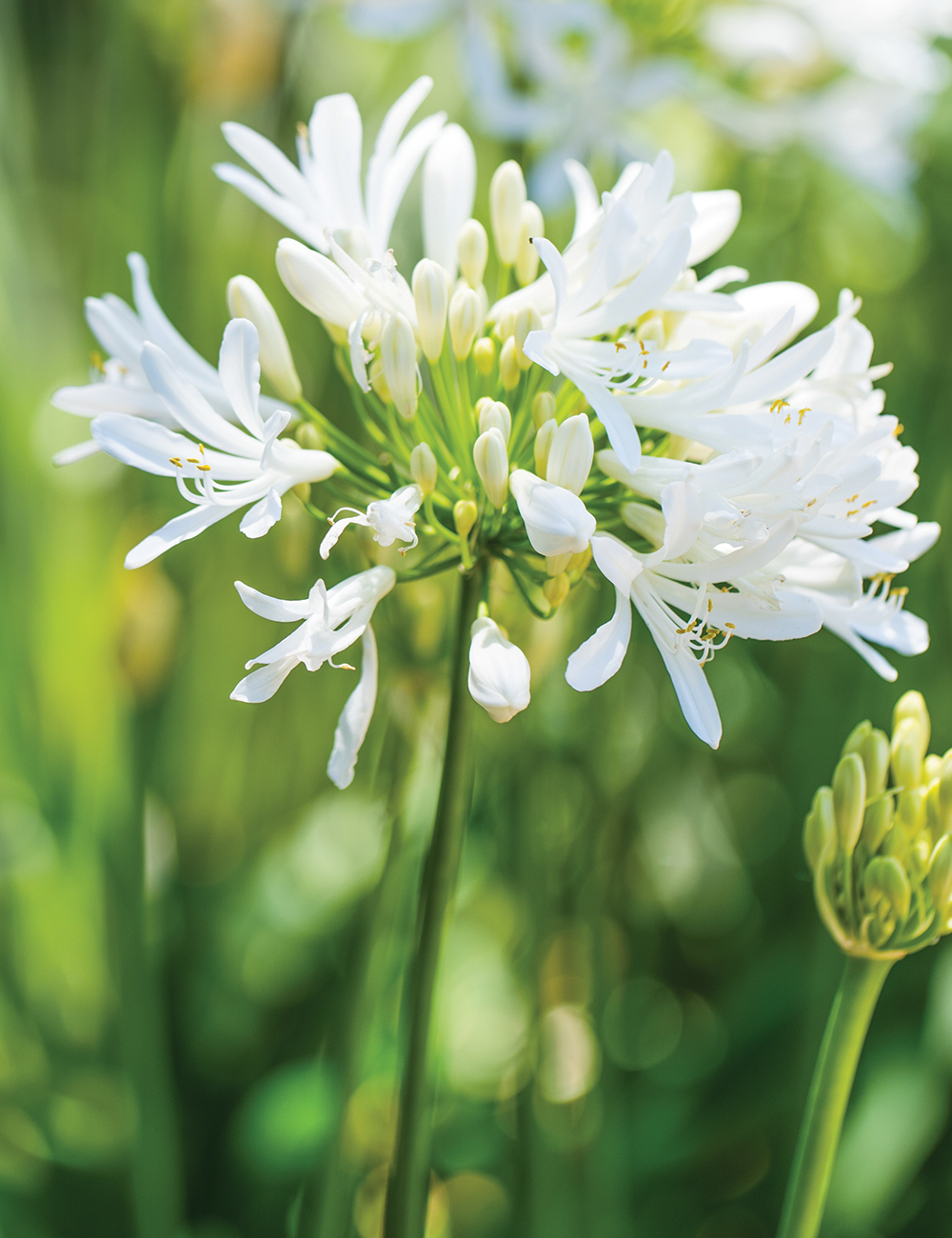 Agapanthus 'Perpetual Peace'