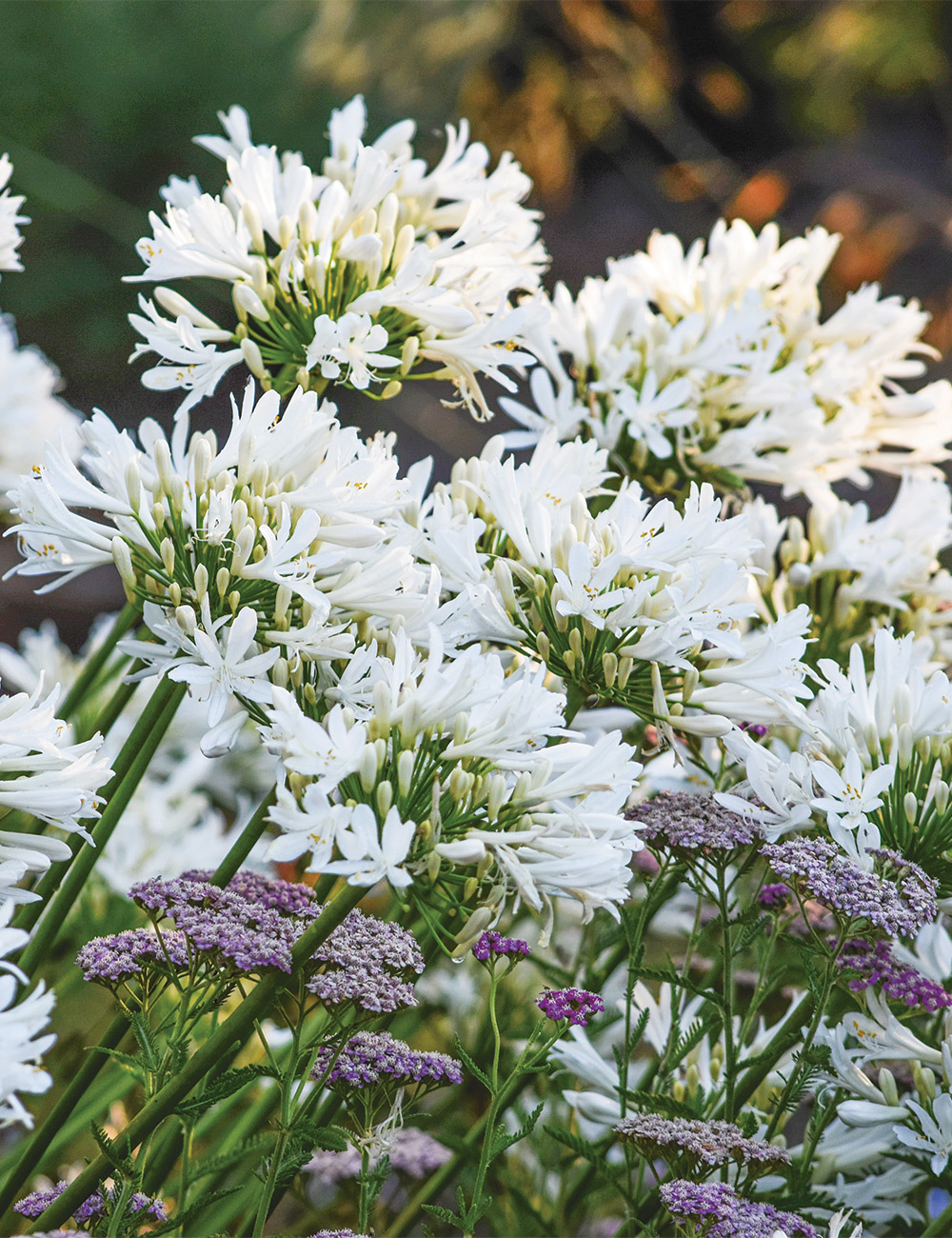 Agapanthus 'Sea Spray'