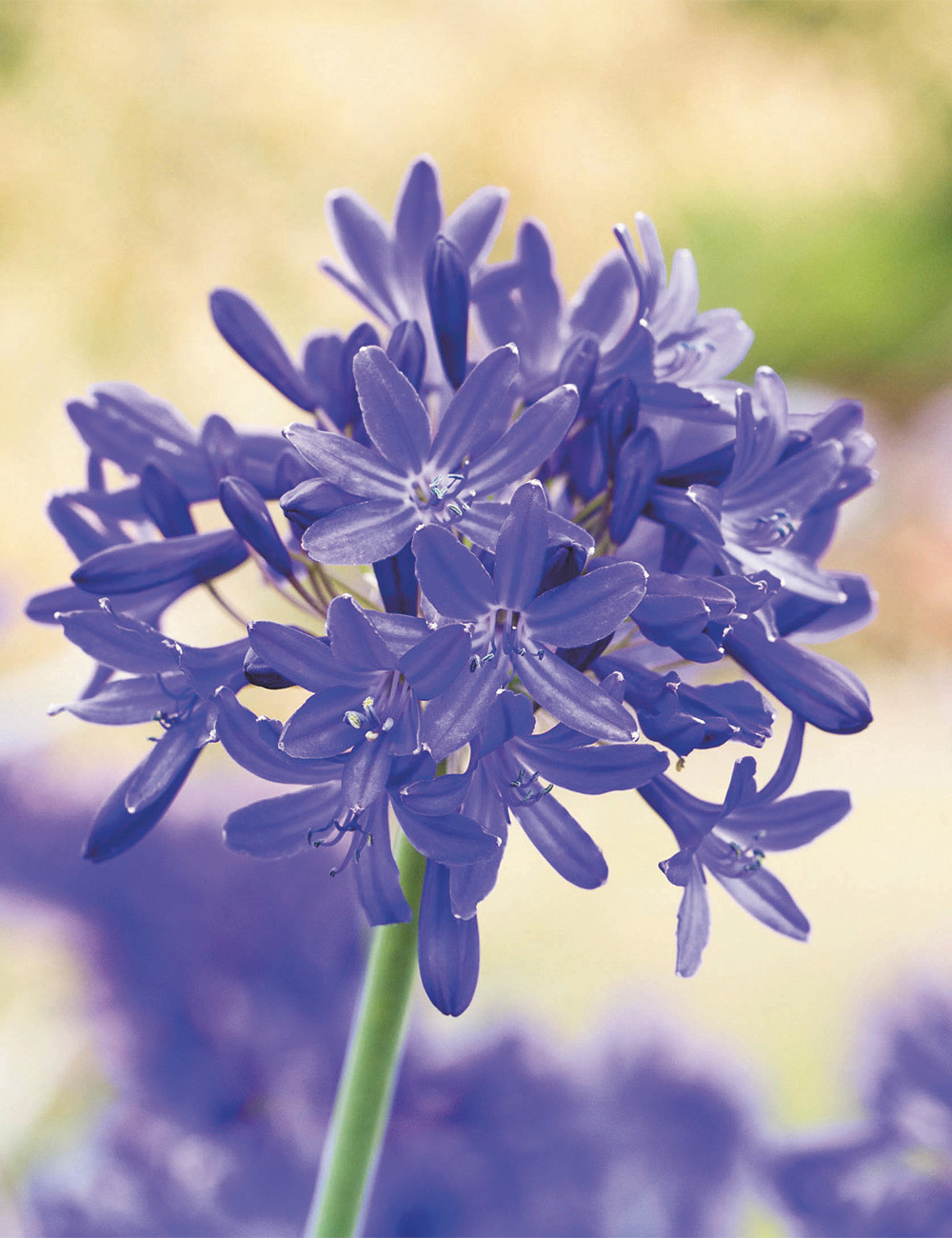 Agapanthus 'Taw Valley'