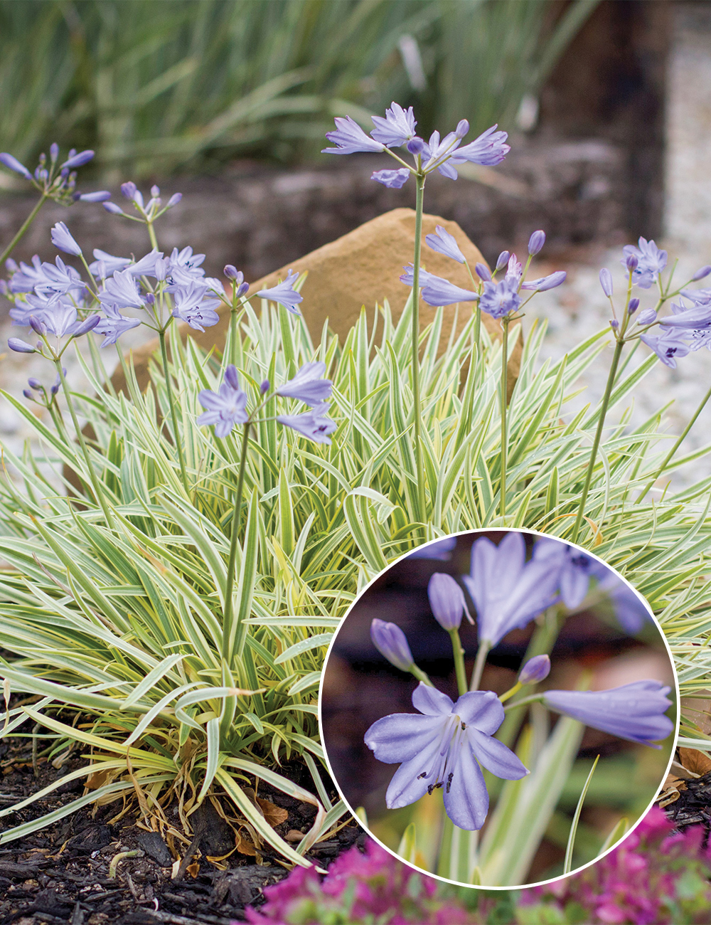 Agapanthus 'Golden Drop'