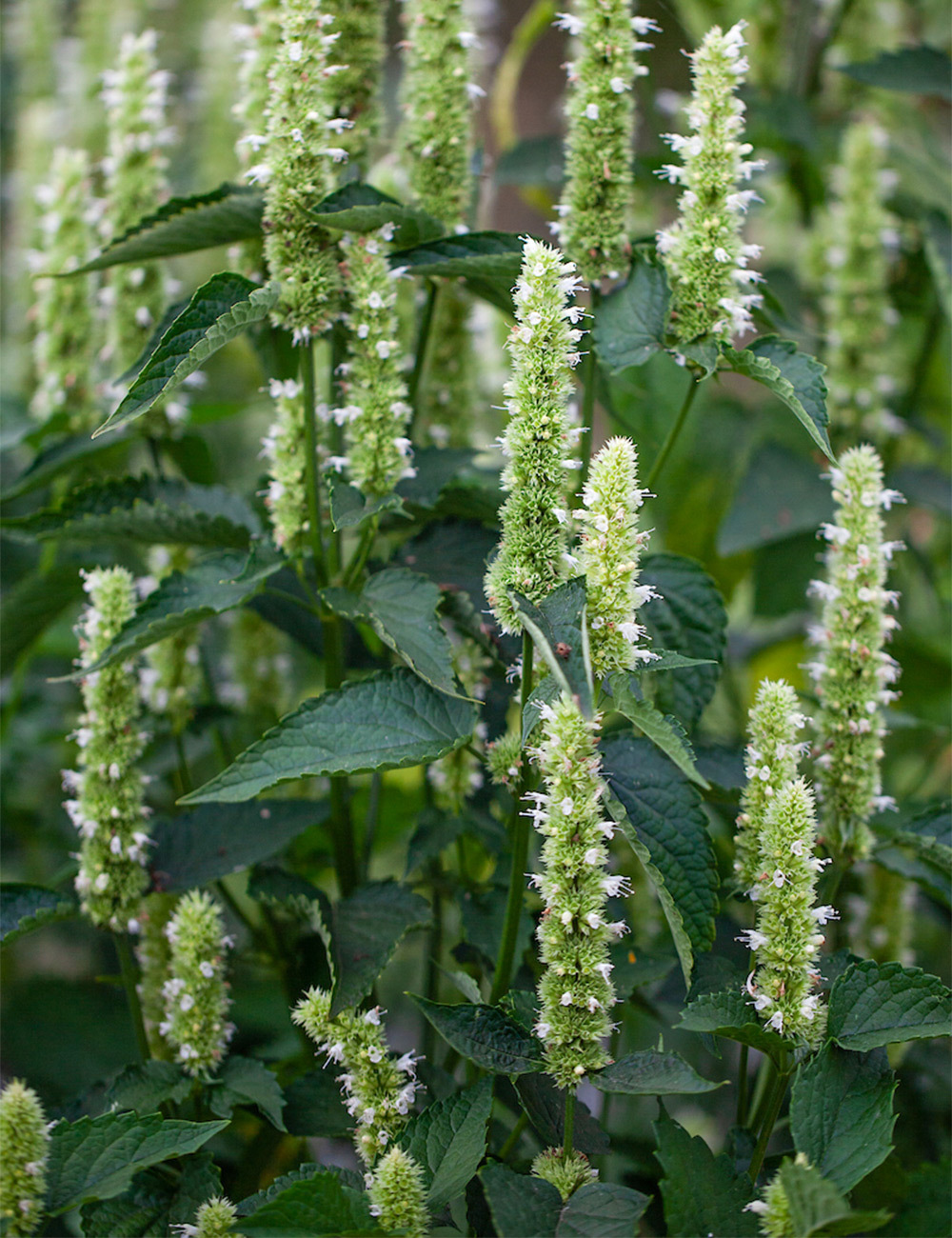 Agastache 'Liquorice White'