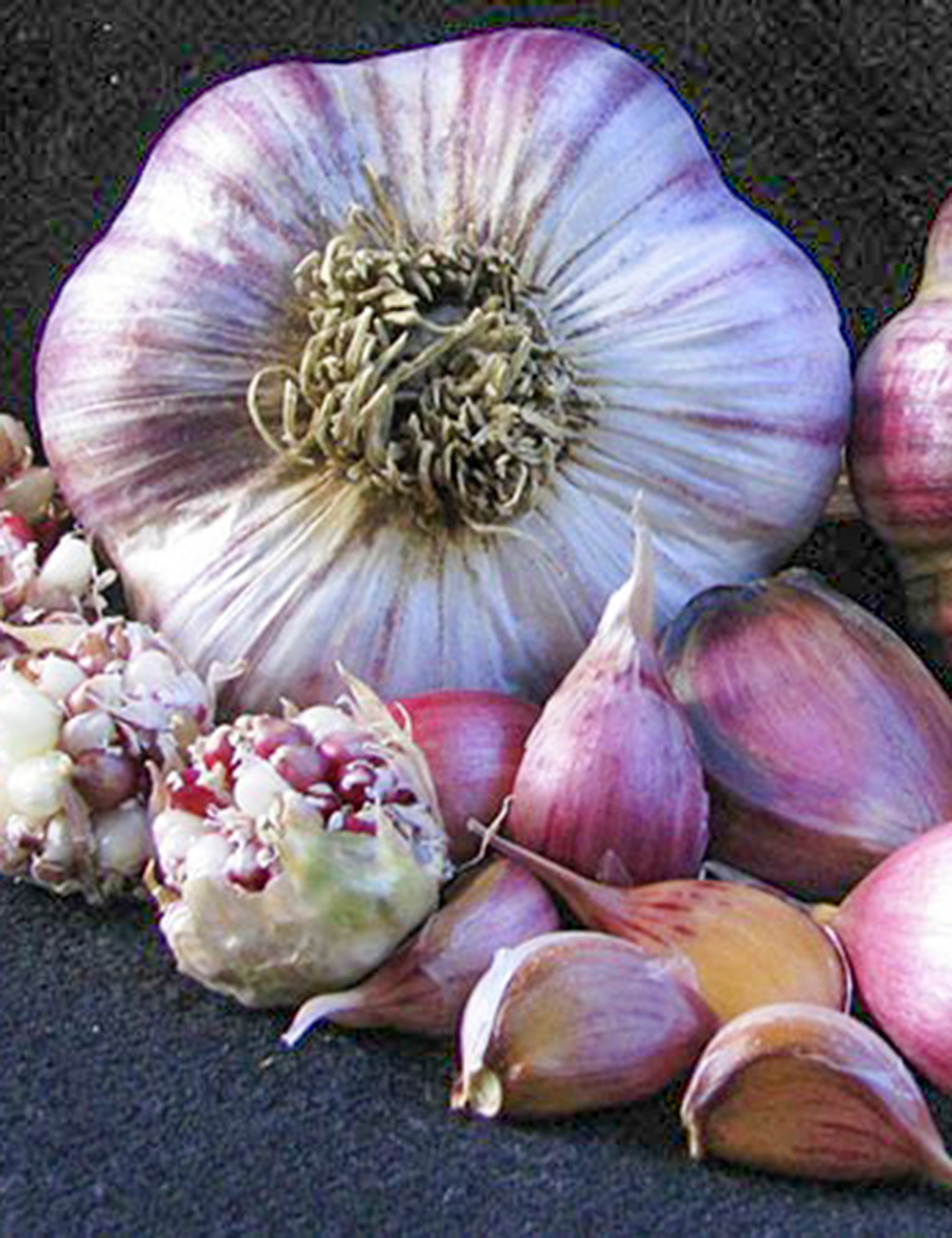 Purple Stripe Garlic