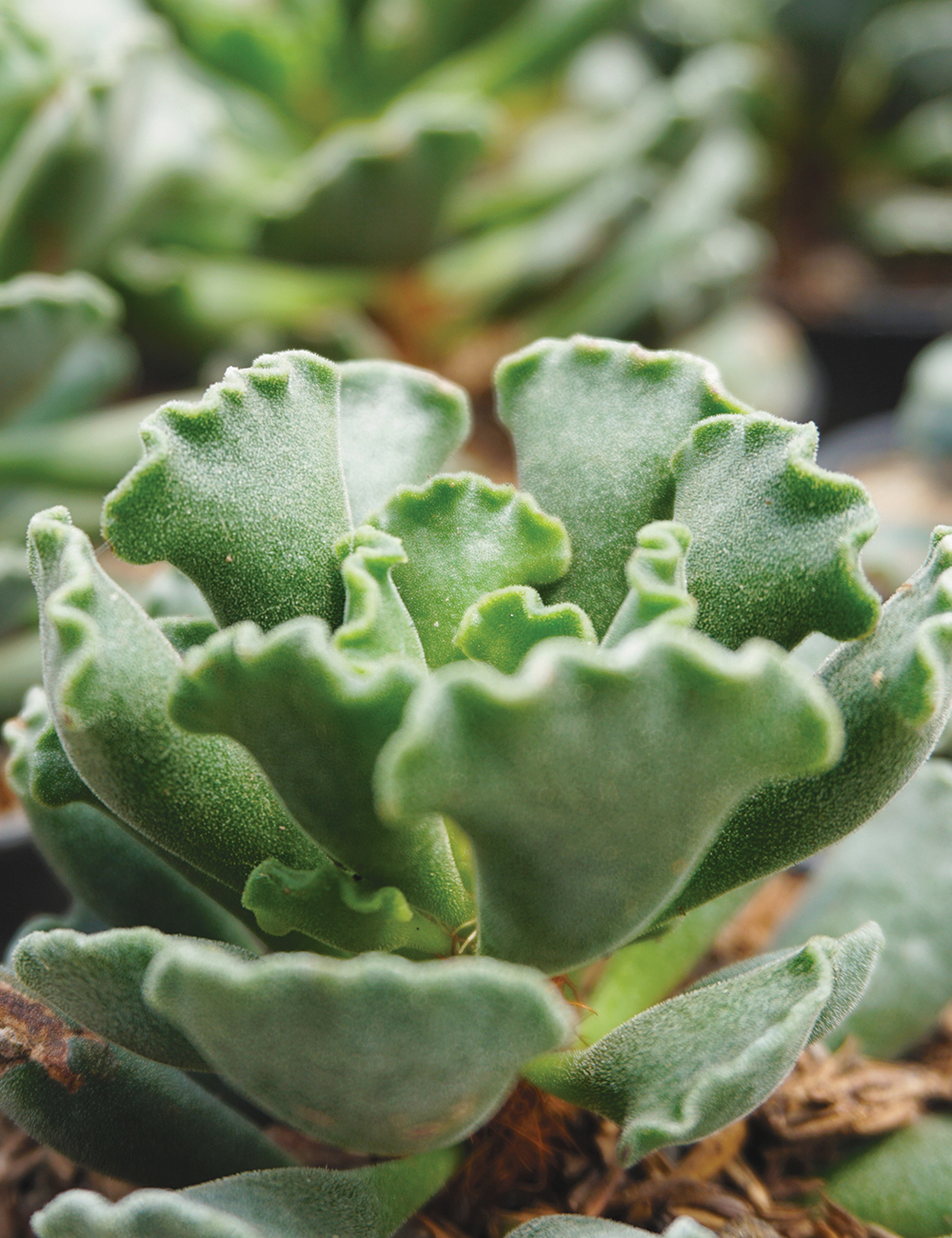 Adromischus Crinkle Leaf Plant