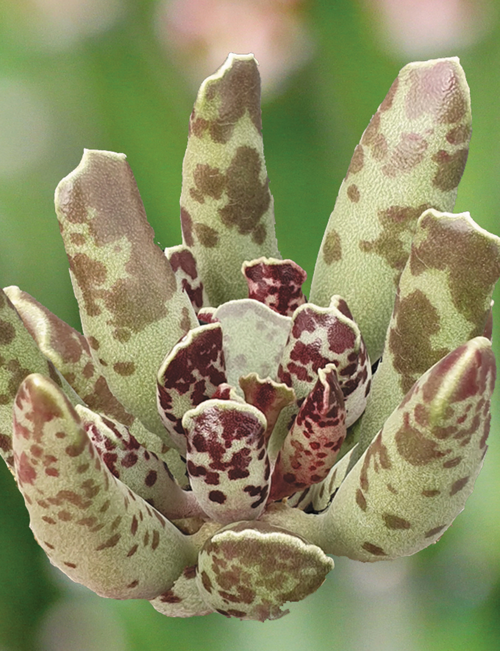 Adromischus Club Plant