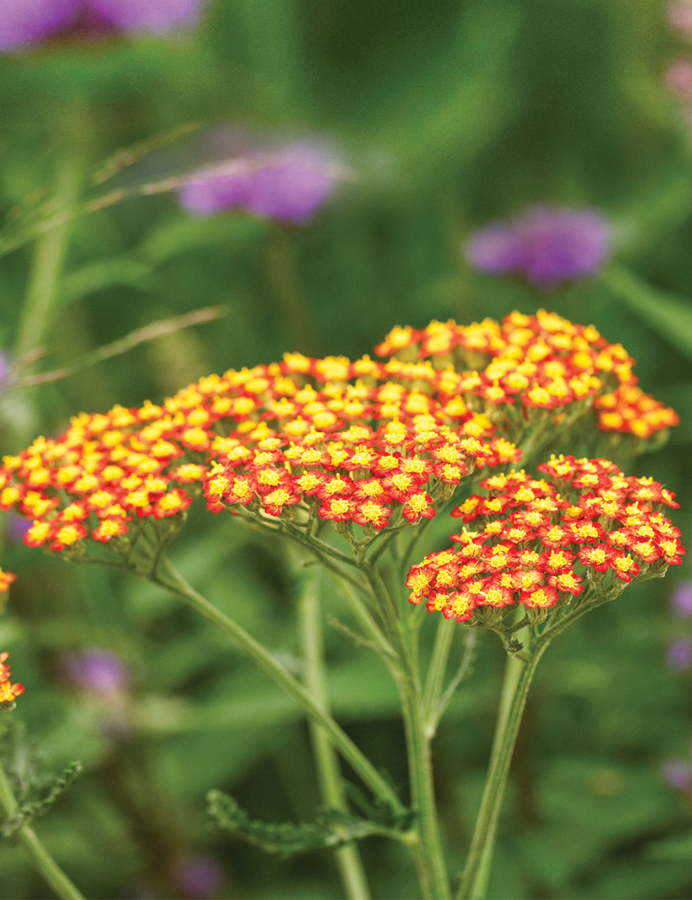 Achillea 'Fireland'