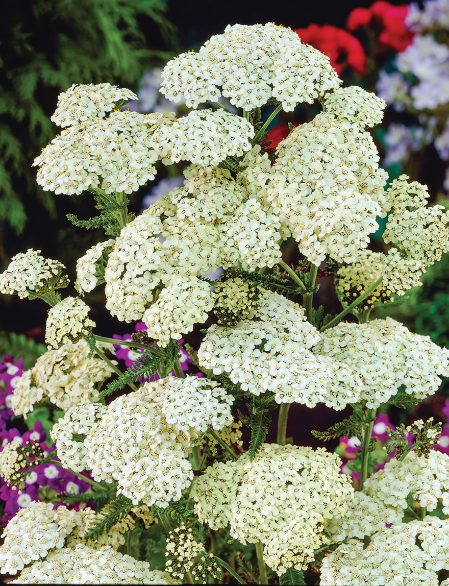 Achillea Moon Pagoda