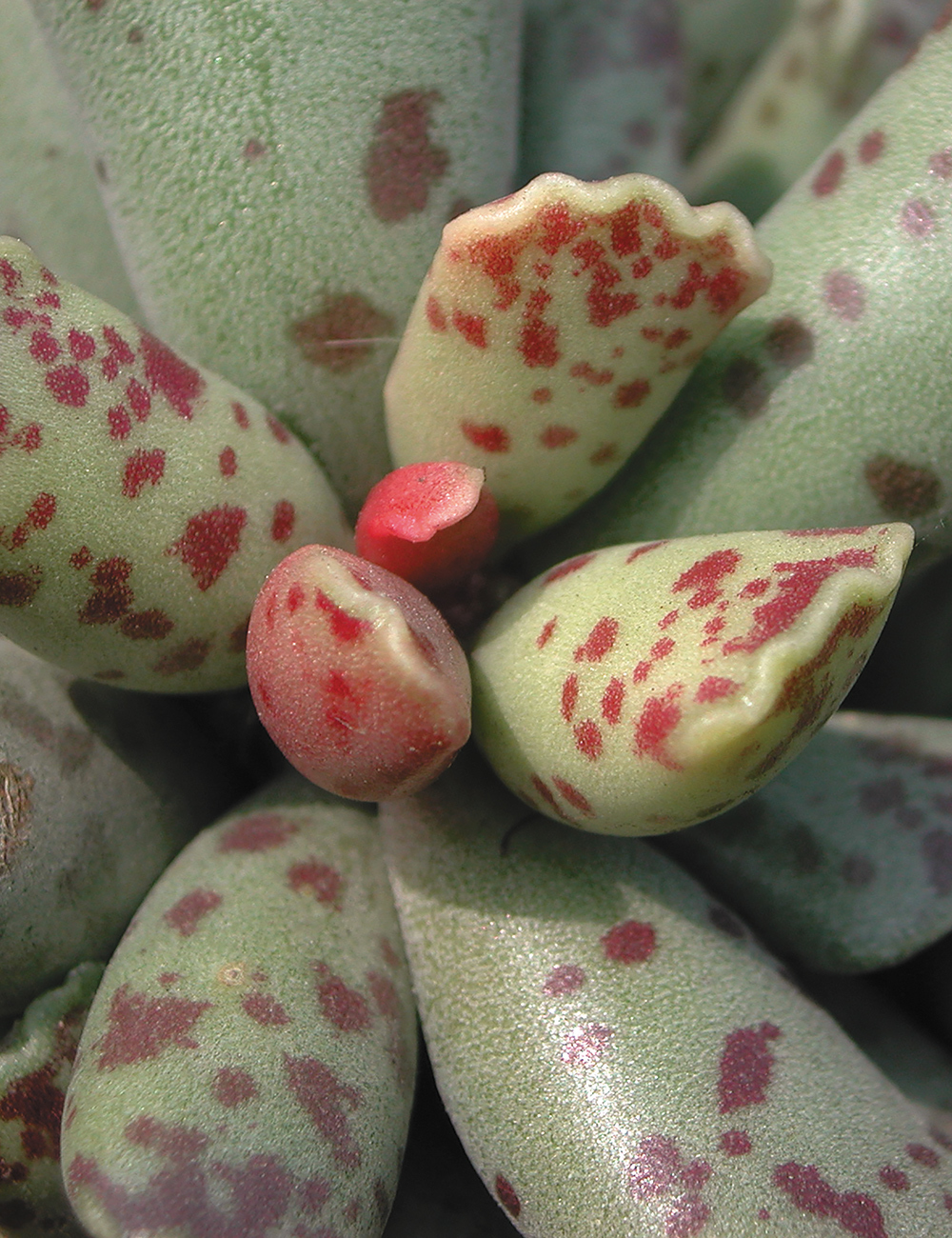 Adromischus Plover's Egg Plant