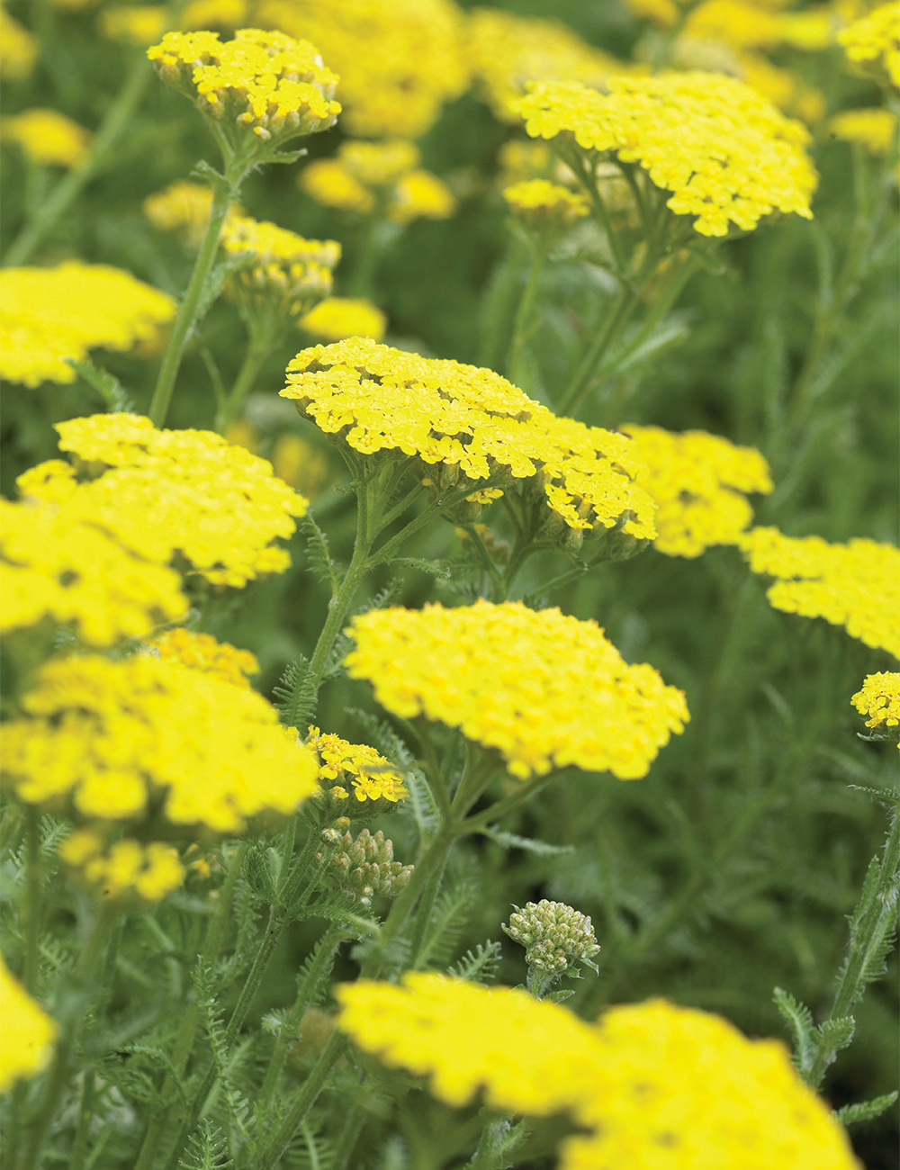 Achillea Golden Fleece