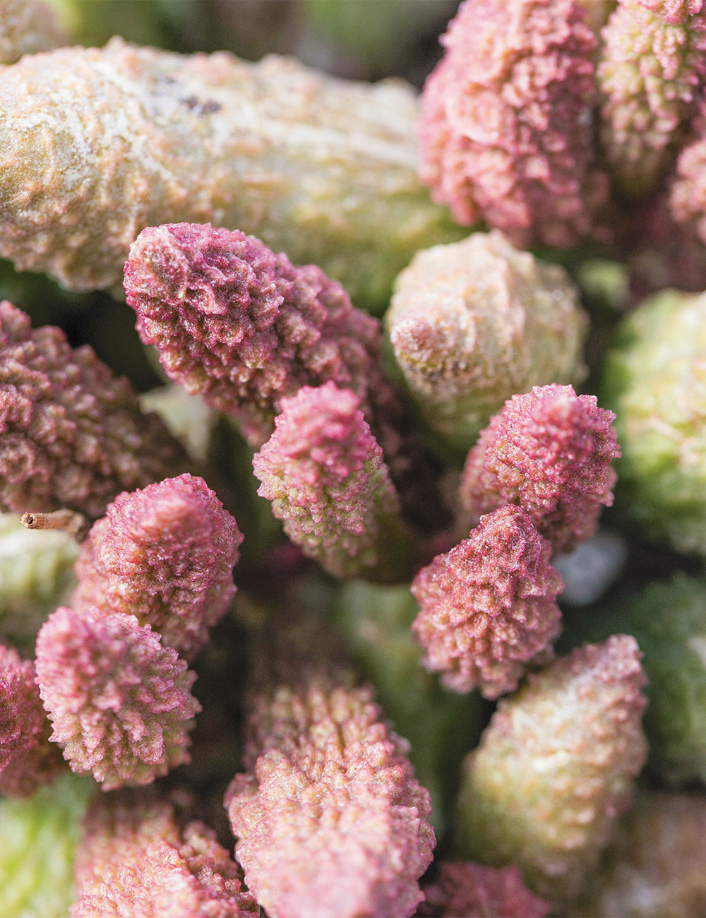 Adromischus 'Red'