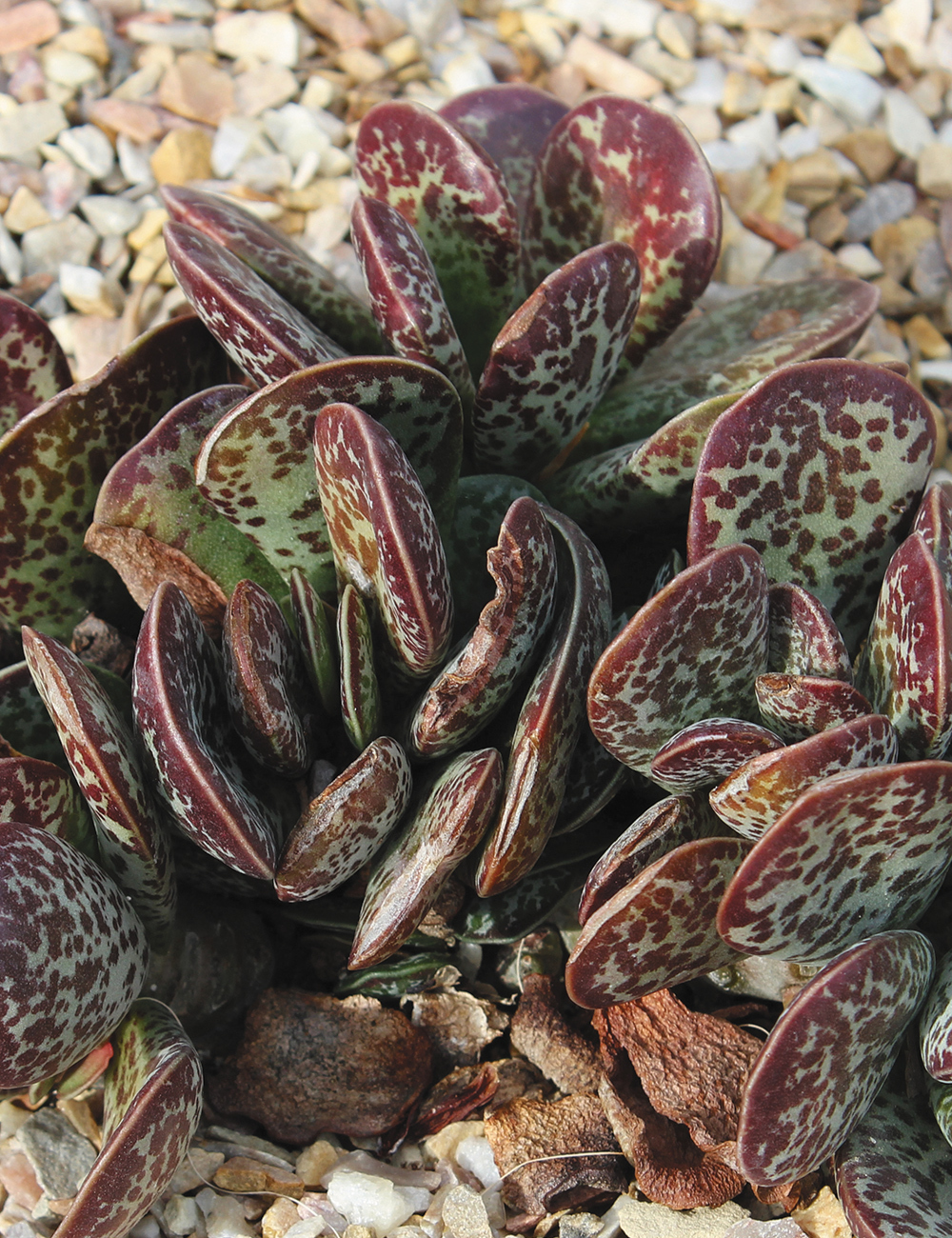 Adromischus Calico Hearts