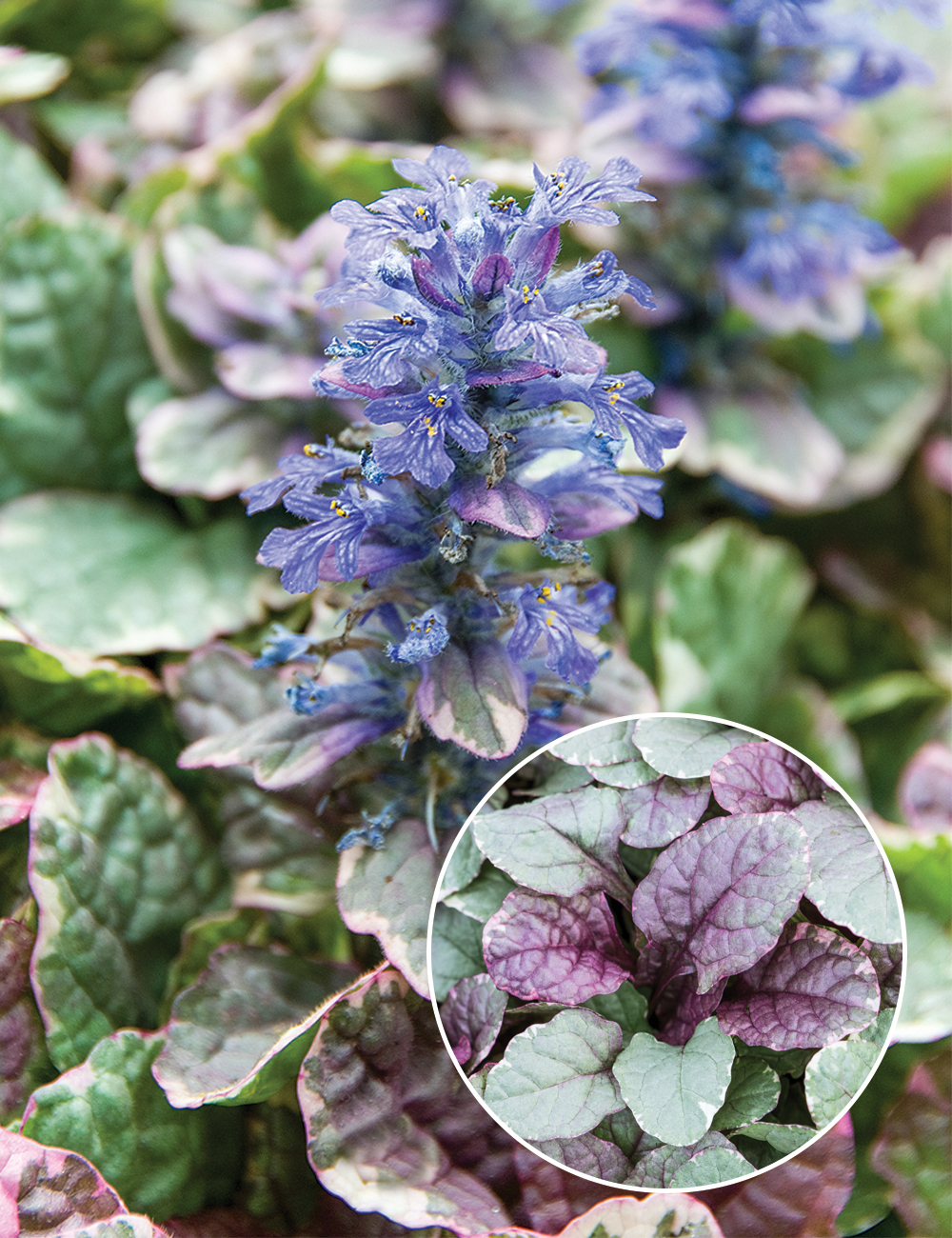 Ajuga 'Burgundy Glow'