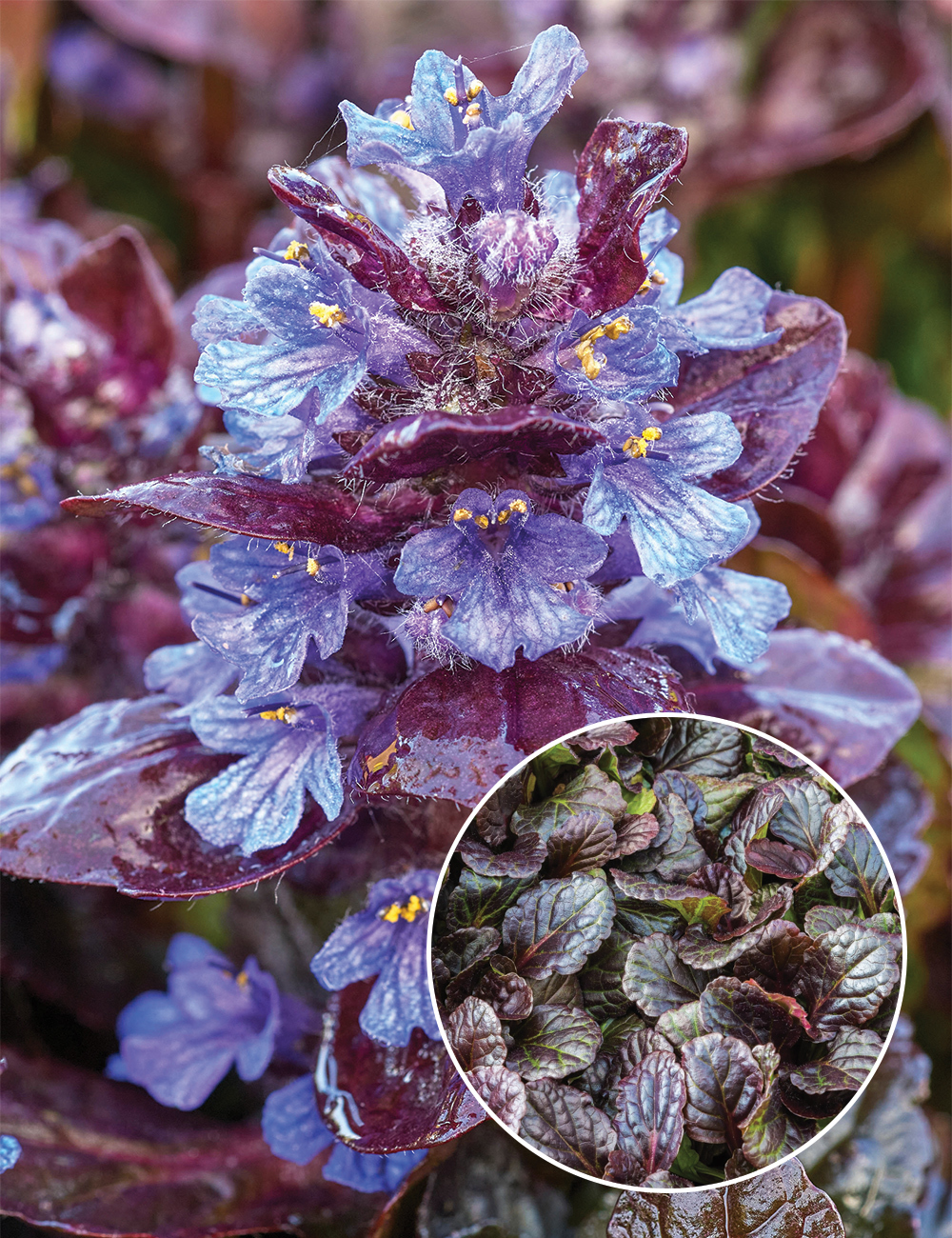 Ajuga 'Black Forest'