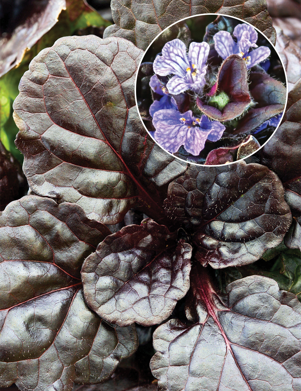 Ajuga 'Black Scallop'