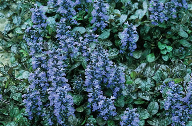 Ajuga Jungle Beauty