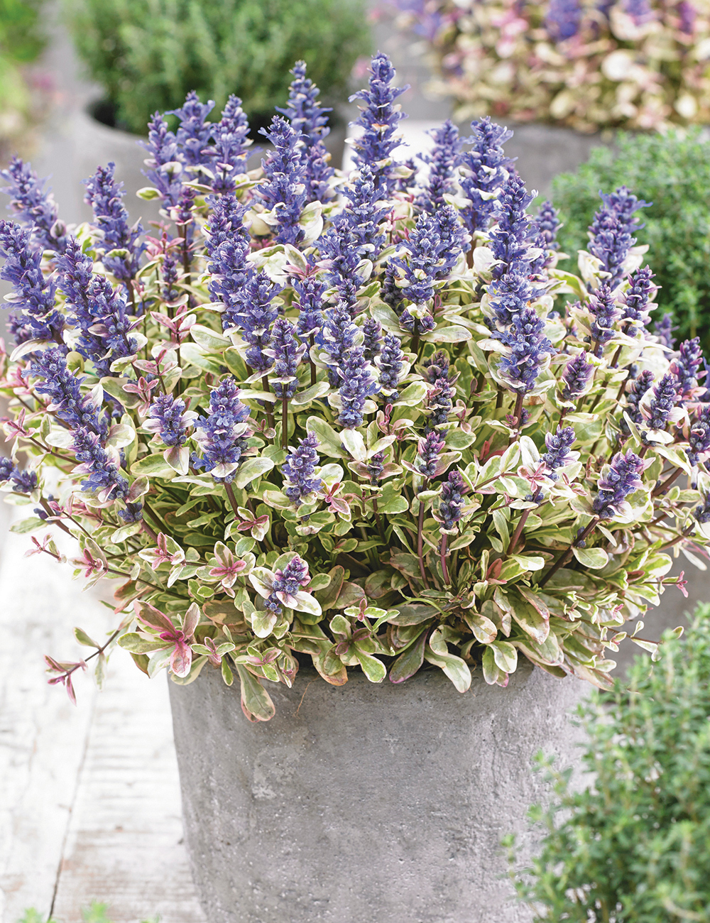 Ajuga 'Princess Nadia'