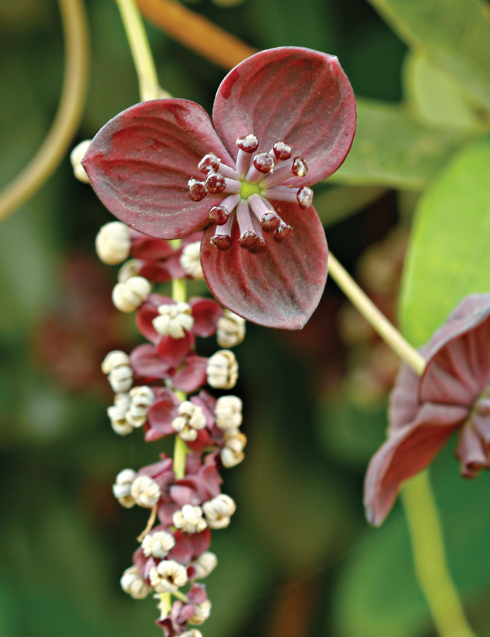 Chocolate Vine