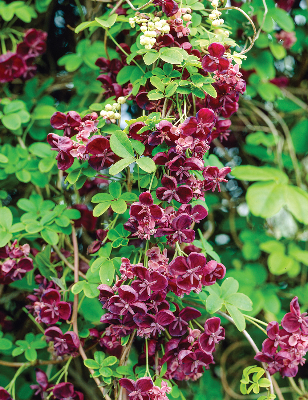 Five Leaf Chocolate Vine