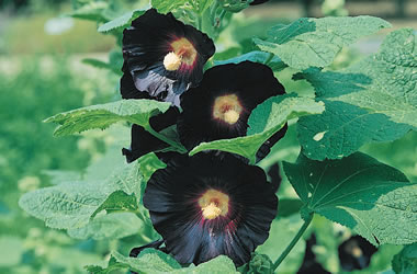 (15B) Hollyhocks 'Blacknight'