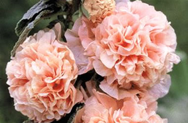 Double Hollyhock Chamois