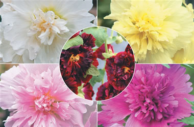 Hollyhocks Spring Celebrities Collection