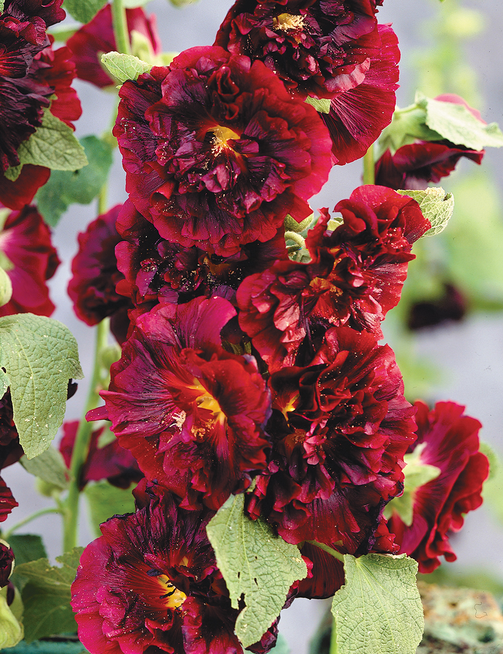 Hollyhock Spring Celebrities 'Crimson'