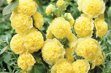 Double Hollyhock Yellow