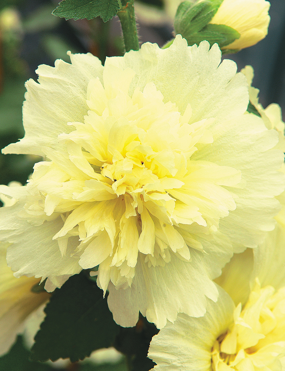 Hollyhock Spring Celebrities 'Lemon'