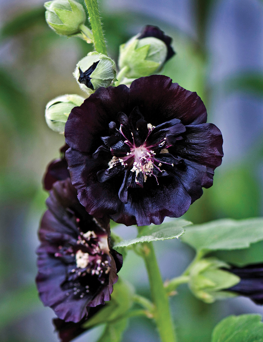 Hollyhock 'The Watchman'