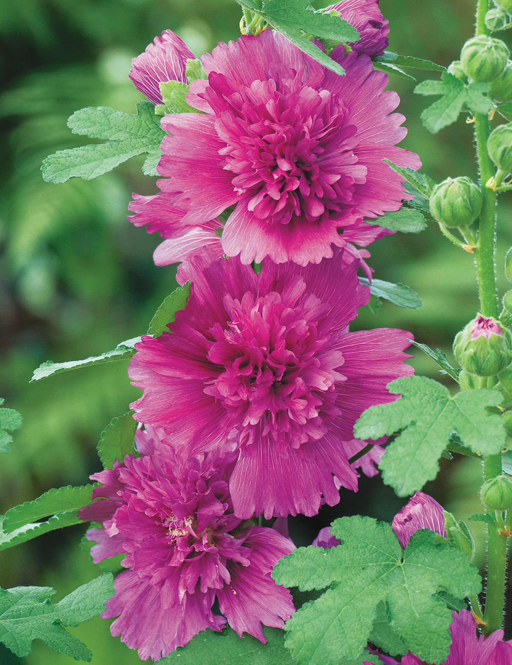 Hollyhock Spring Celebrities 'Purple'