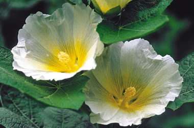 (15B) Hollyhocks 'Polarstar'