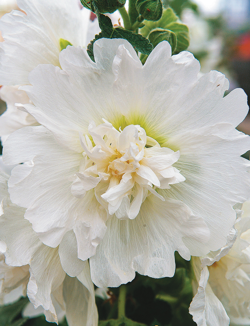 Hollyhock Spring Celebrities 'White'