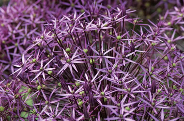 Allium Star of Persia