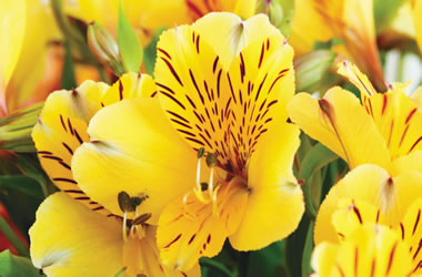 (12B) Dwarf Princess Lilies Ariane
