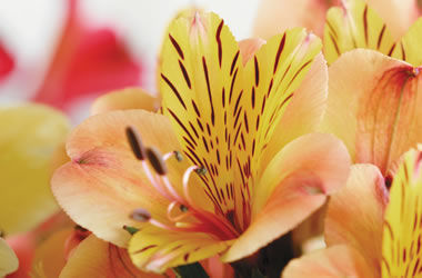 Dwarf Princess Lilies Sara