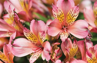 Dwarf Peruvian Lilies Inca Avanti