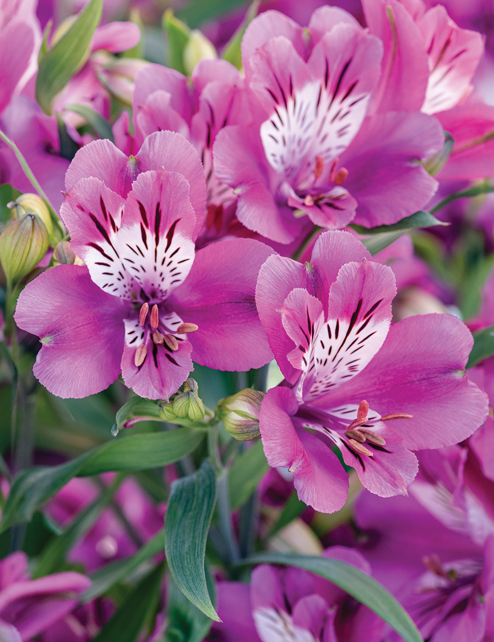 Peruvian Lily 'Inca Batavia'