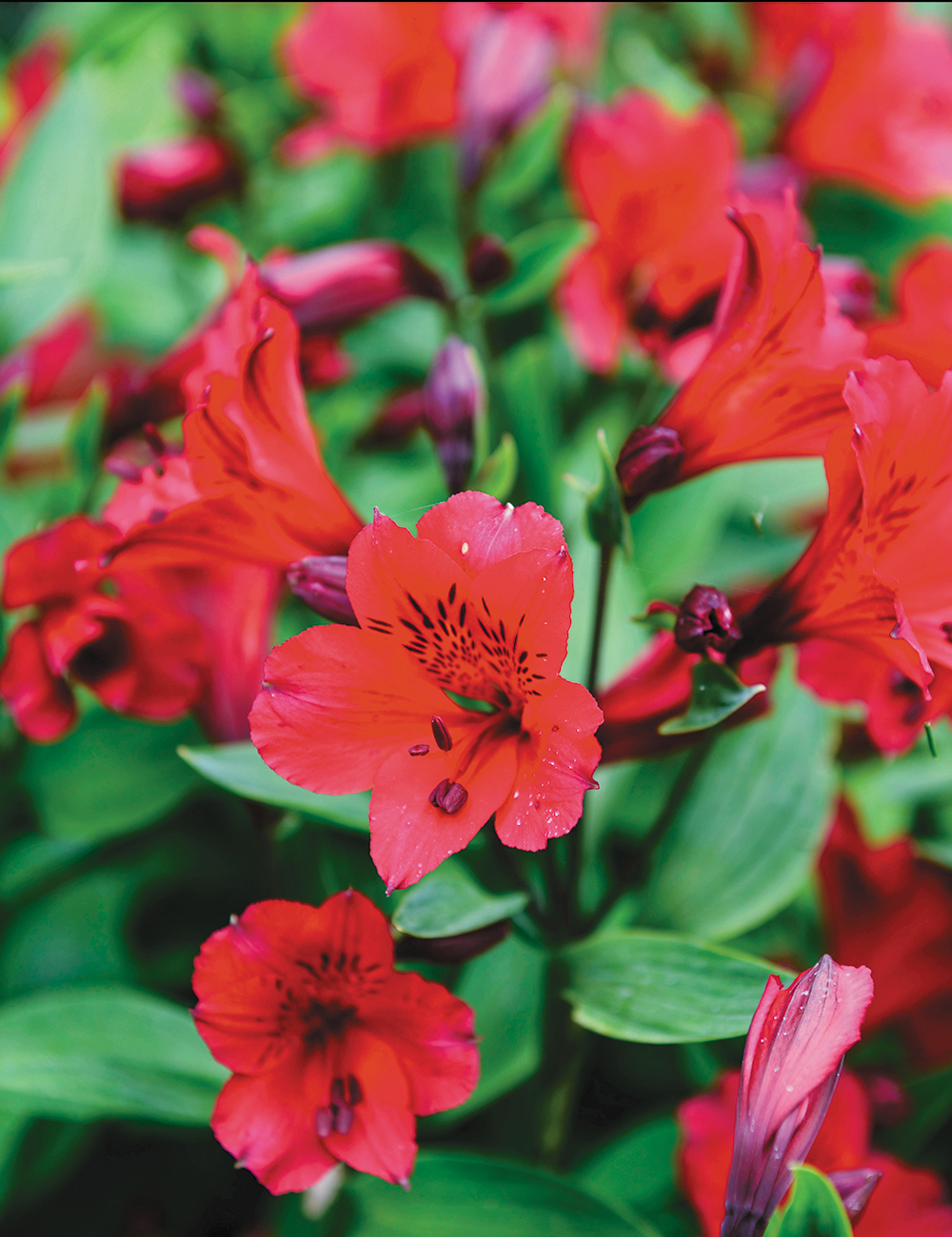 Peruvian Lily Inca 'Bandit'